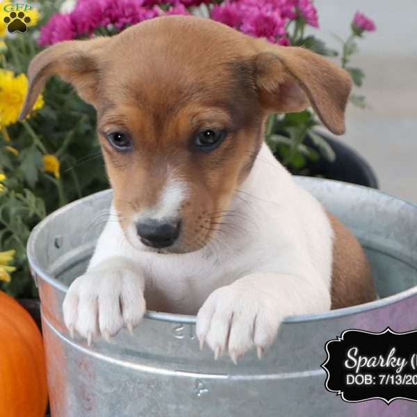 Sparky, Jack Russell Terrier Puppy