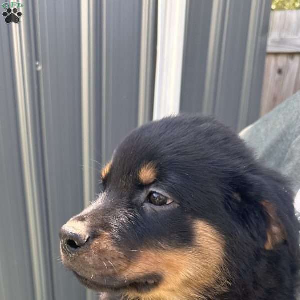 Gurlie, Rottweiler Puppy