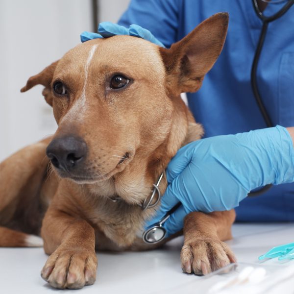 vet tech examining dog