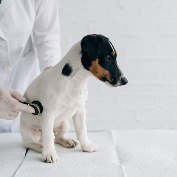 veterinarian examining a puppy