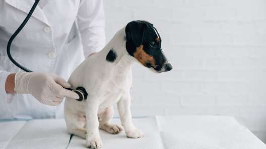 What to Know About Gallbladder Disease in Dogs