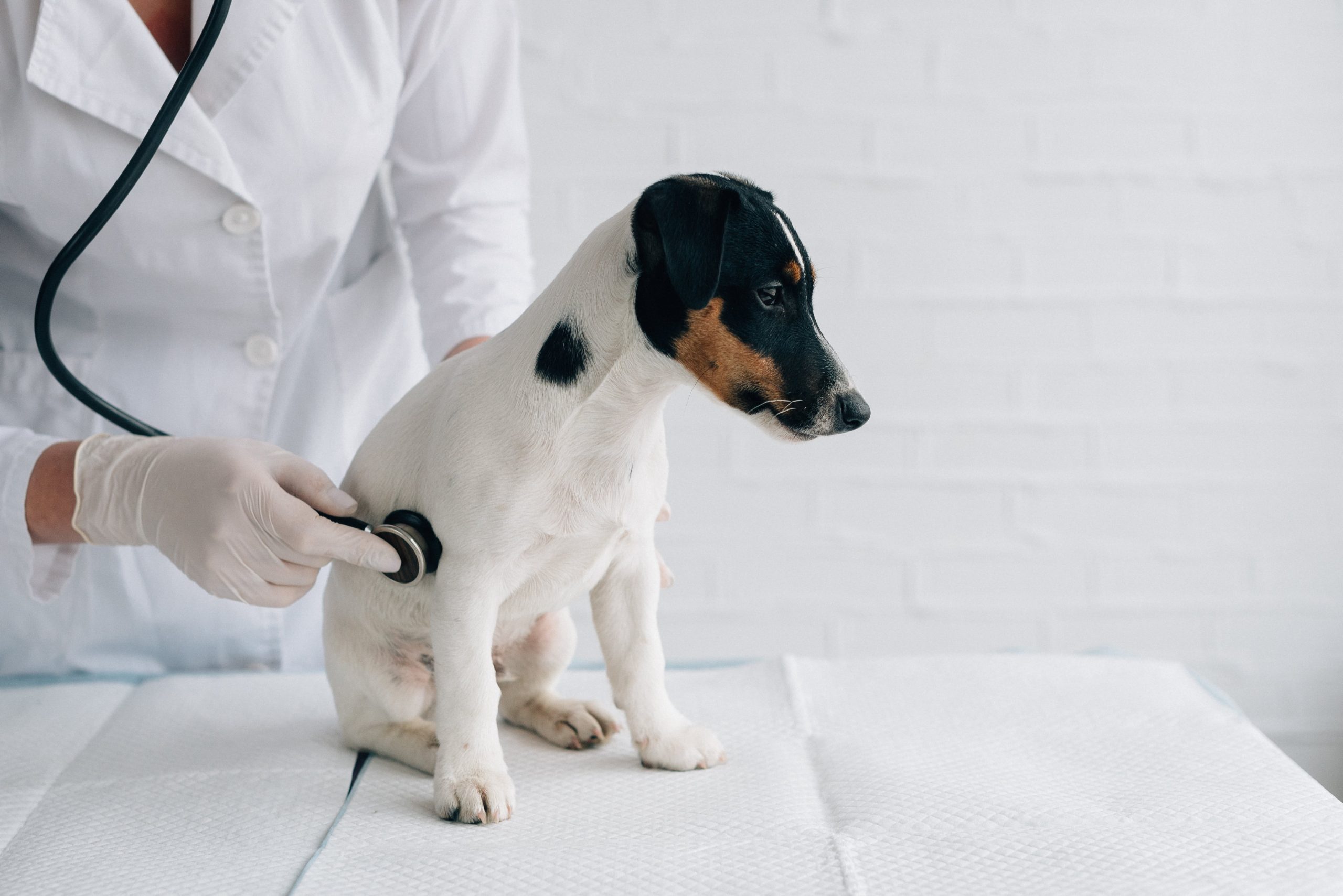 What to Know About Gallbladder Disease in Dogs