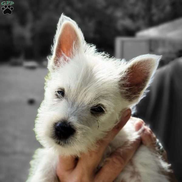 Tank, West Highland Terrier Puppy