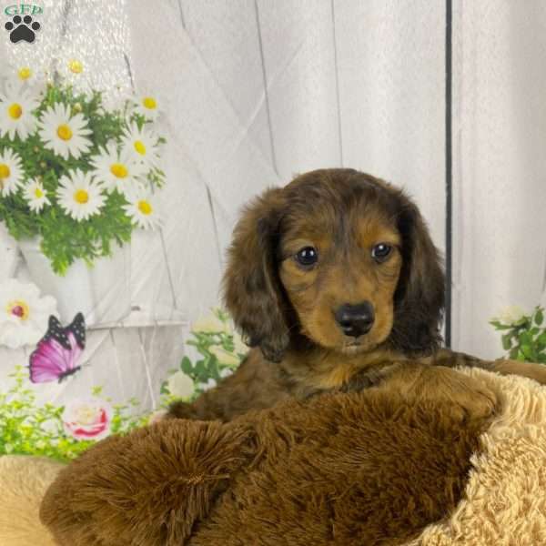 Cindy, Dachshund Puppy