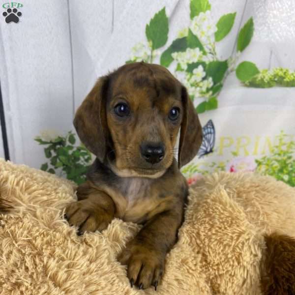 Charles, Dachshund Puppy