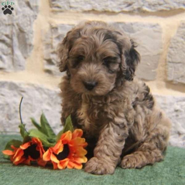 Hudson, Cavapoo Puppy