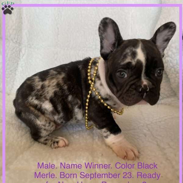 Winner, French Bulldog Puppy