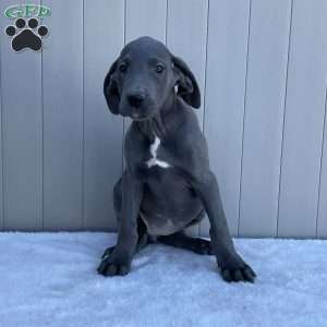 Bree, Great Dane Puppy