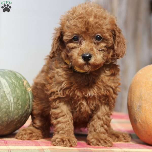 Ashley, Mini Goldendoodle Puppy