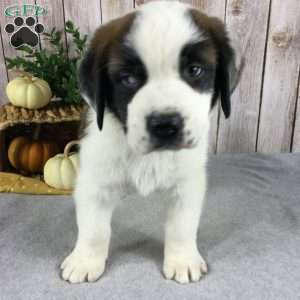 Charlie, Saint Bernard Puppy