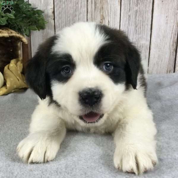 Sadie, Saint Bernard Puppy