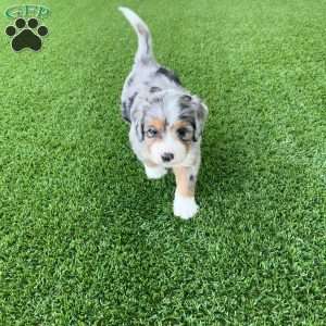 Blaine, Mini Bernedoodle Puppy