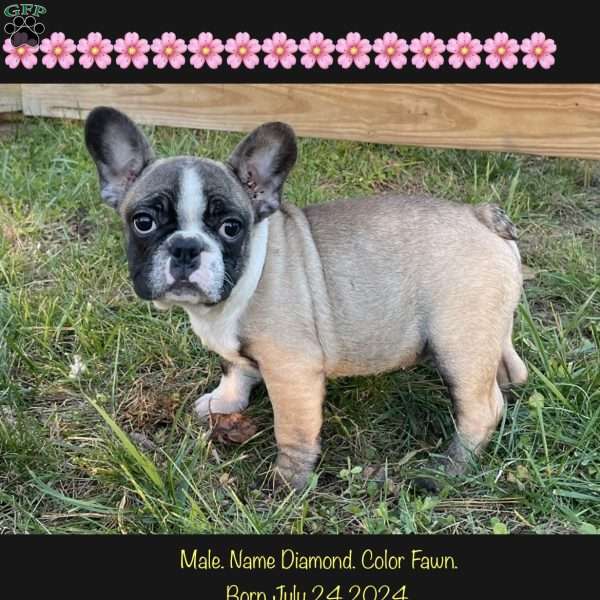 Diamond, French Bulldog Puppy