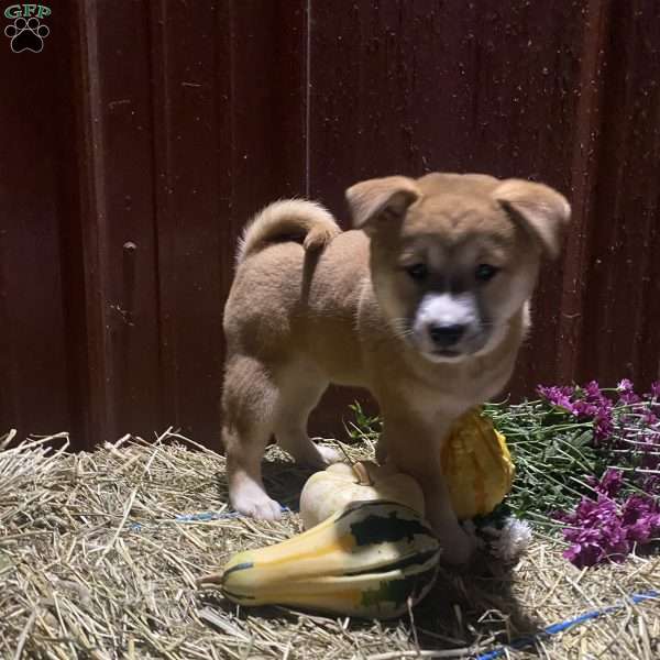 Autum, Shiba Inu Mix Puppy