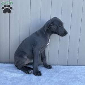 Bree, Great Dane Puppy