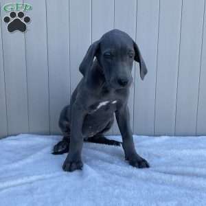 Brooke, Great Dane Puppy