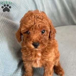 Tamika, Toy Poodle Puppy