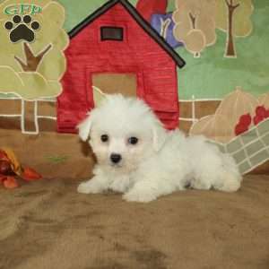 Wilma, Bichon Frise Puppy