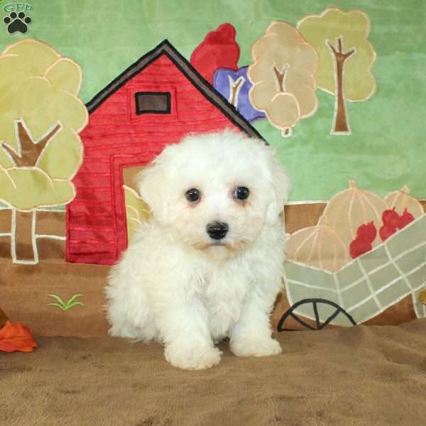 Winnie, Bichon Frise Puppy