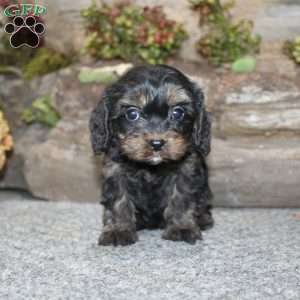 Charleen, Cavapoo Puppy