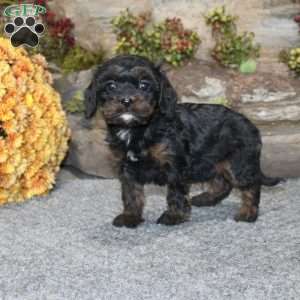 Calvin, Cavapoo Puppy