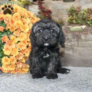 Cathy, Cavapoo Puppy