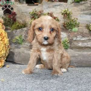 Crystal, Cavapoo Puppy