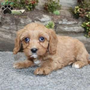 Cindy, Cavapoo Puppy