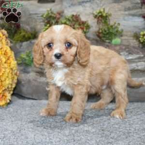 Cody, Cavapoo Puppy