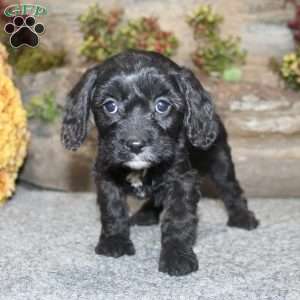 Colton, Cavapoo Puppy