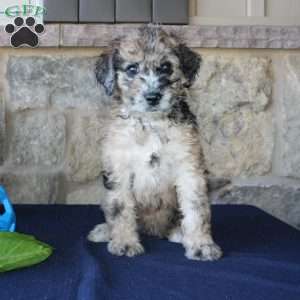 Sadie, Mini Labradoodle Puppy