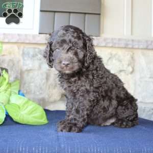 Kyle, Mini Labradoodle Puppy