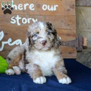 Kody, Mini Labradoodle Puppy