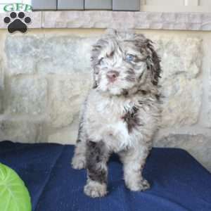 Kelly, Mini Labradoodle Puppy