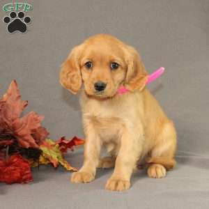 Sage, Miniature Golden Retriever Puppy