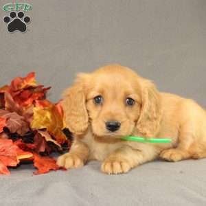 Shirley, Miniature Golden Retriever Puppy