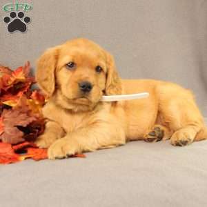 Sonya, Miniature Golden Retriever Puppy