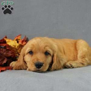 Shane, Miniature Golden Retriever Puppy