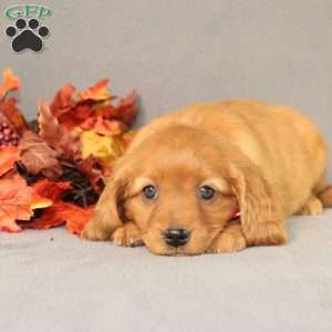 Sasha, Miniature Golden Retriever Puppy