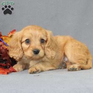 Snoopy, Miniature Golden Retriever Puppy