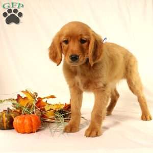 Alex, Miniature Golden Retriever Puppy