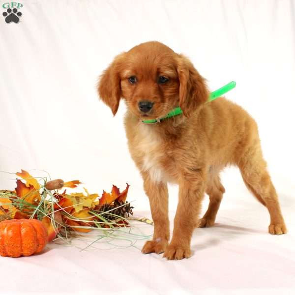 Andrea, Miniature Golden Retriever Puppy