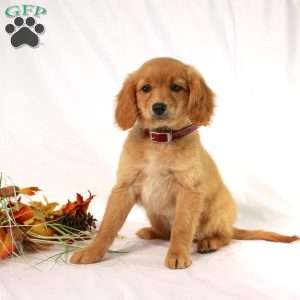 Apricot, Miniature Golden Retriever Puppy