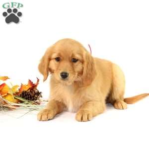 Applebud, Miniature Golden Retriever Puppy