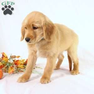 Avery, Miniature Golden Retriever Puppy