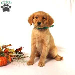 Albert, Miniature Golden Retriever Puppy