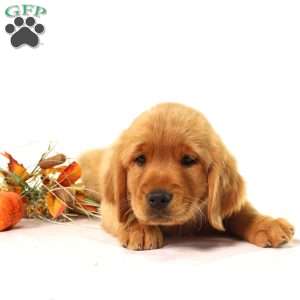 Asher, Miniature Golden Retriever Puppy