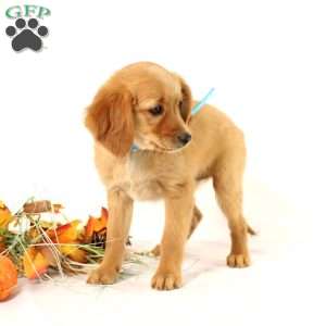 Annie, Miniature Golden Retriever Puppy