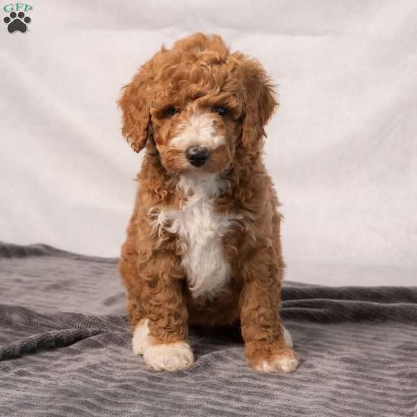 Basil, Miniature Poodle Puppy