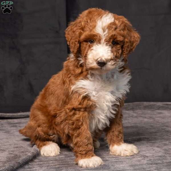 Blaze, Miniature Poodle Puppy